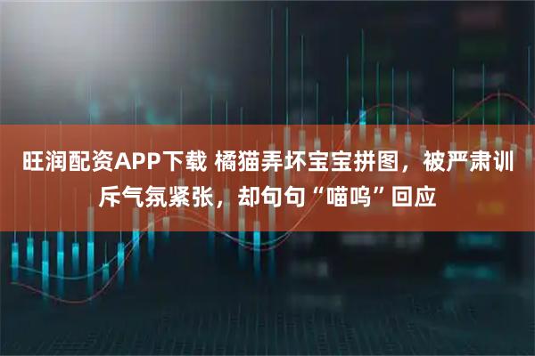 旺润配资APP下载 橘猫弄坏宝宝拼图，被严肃训斥气氛紧张，却句句“喵呜”回应